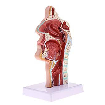 Human Nasal Model